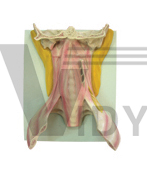 The dissection model of deep muscles in cervix